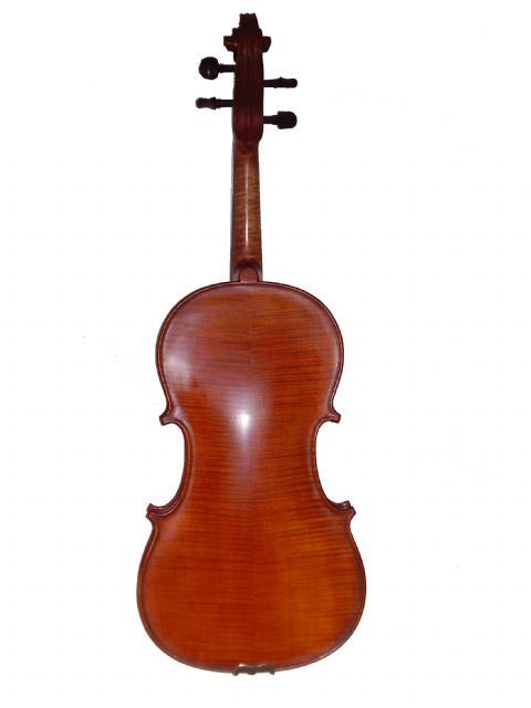 Viola 16,5