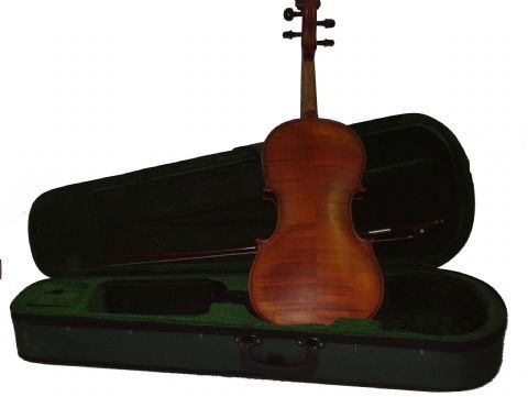 Viola 14