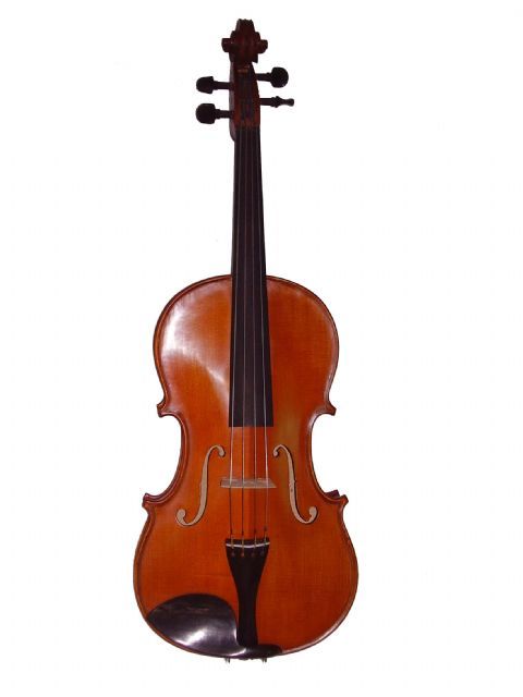 Viola 16,5