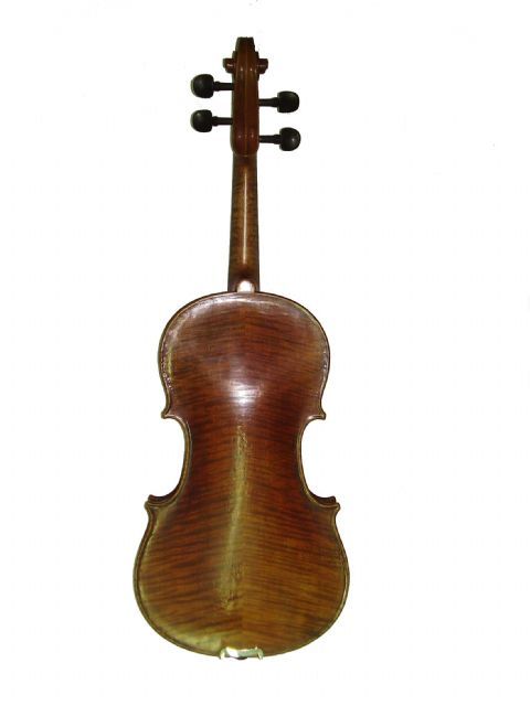 Viola 16,5