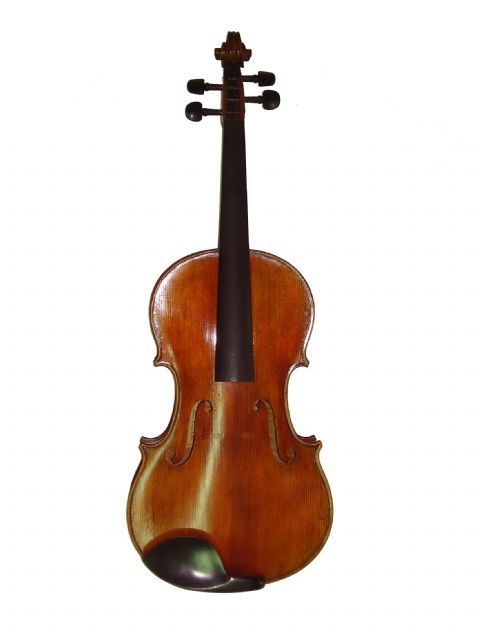 Viola 16